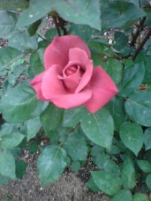 美晴のHAPPY SMILE-P1002262.JPG