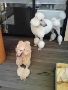 美晴のHAPPY SMILE-P1002299.JPG