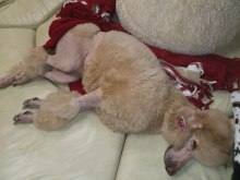 美晴のHAPPY SMILE-DSC_0948.jpg